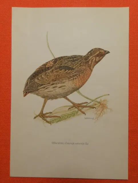 Wachtel (Coturnix coturnix)  Farbdruck 1953 Ornithologie