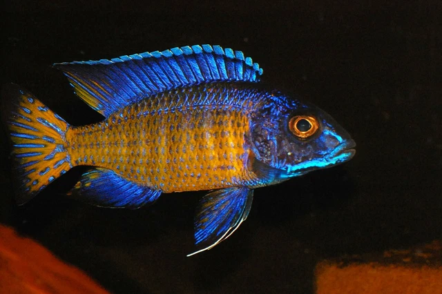 Mdoka Flametail Peacock Aulonocara African Cichlid, Guaranteed