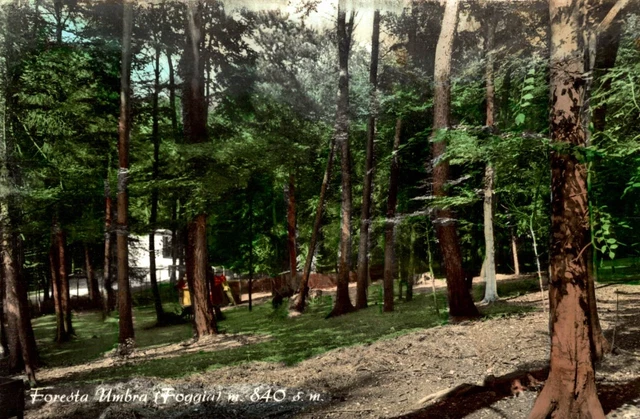 Foresta Umbra viaggiata 1965  Foggia