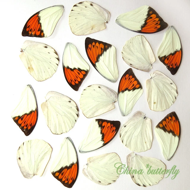 GIFT 20 pcs small  REAL BUTTERFLY wing material  DIY artwork jewelry  #33
