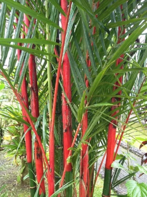 60 Giant Costa Rico Red Moso Bamboo Seeds Phyllostachys Pubescens Garden Plant