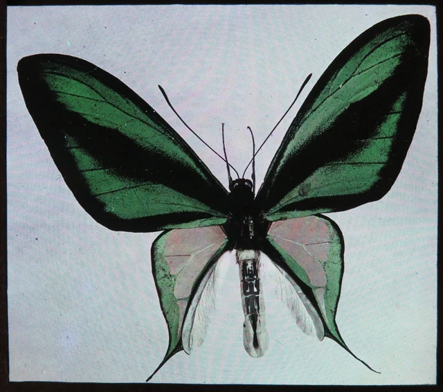 Antike magische Laternenrutsche ~ Ornithoptera Paradisea Paradise Vogelflügel Schmetterling