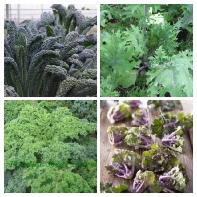 Kale Seeds - Huge Selection Of Varieties