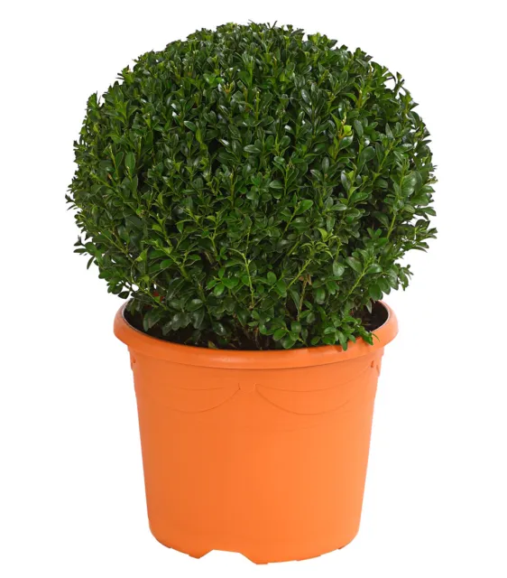 Buchs Gewöhnlicher Buchsbaum Kugelform Gartenpflanze immergrün ab 18 cm, Dehner