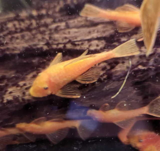 SUPER RED Bristlenose Pleco - Guaranteed Female