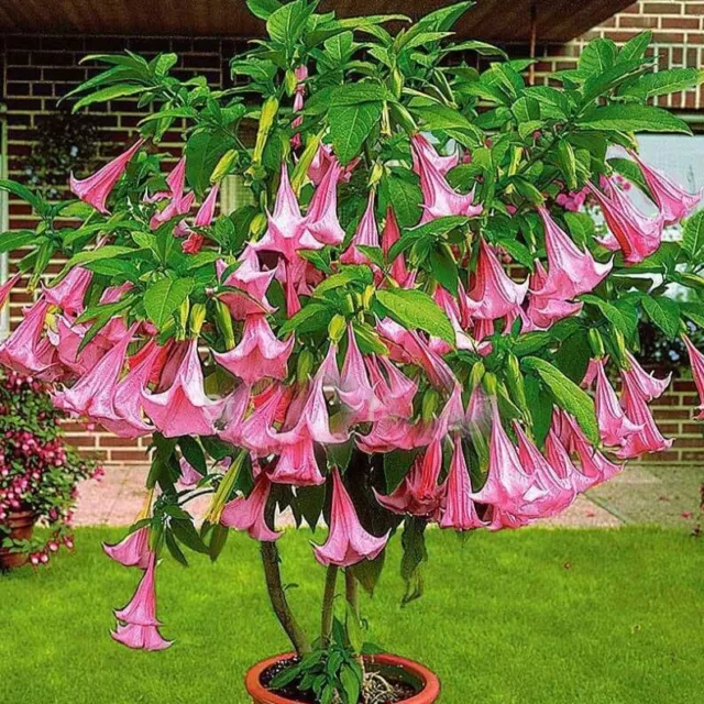 Brugmansia Pink - Brugmansia Suaveolens Pink - Angels Trumpets Pink - 5 Seeds