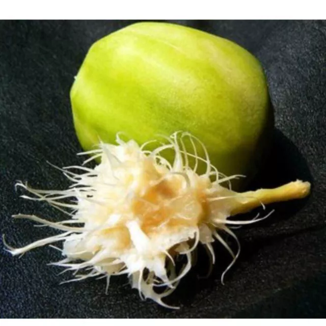 Spondias pinnata Ambarella 8 Seeds JUNE PLUM Tropical Fruit golden apple Seeds Spondias pinnata Ambarella 8 Seeds JUNE PLUM Tropical Fruit golden apple Seeds