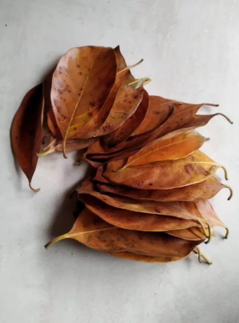 DRIED JACK FRUIT | 2 oz | LEAVES Organic Bio Film Shrimp Aquarium | Water | leaf