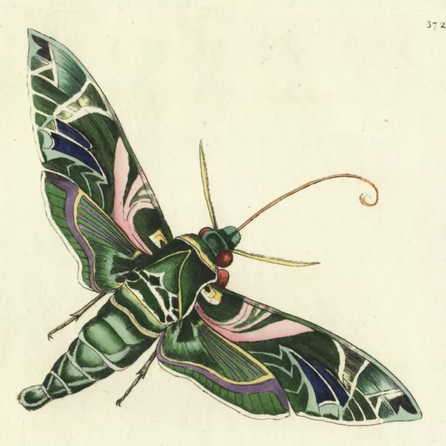 Rare 1795 Shaw & Nodder Hand-Colored Hawk Moth Engraving No. 372 OLEANDER SPHINX