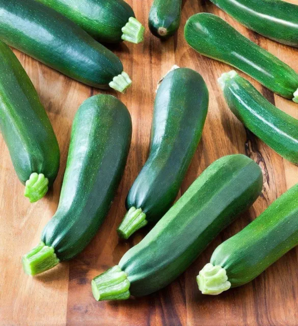 ZUCCHINI Black Beauty 8 seeds HEIRLOOM vegetable garden SPRING SUMMER Courgette