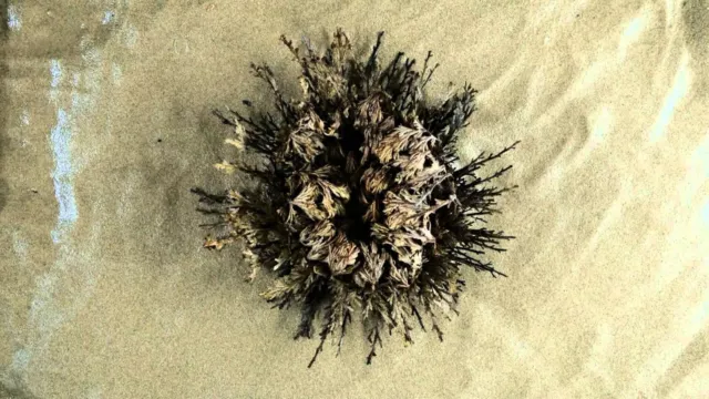 LOCAL AUSSIE STOCK - Rose Of Jericho, Anastatica Flower Seeds ~5x FREE SHIPPING 3