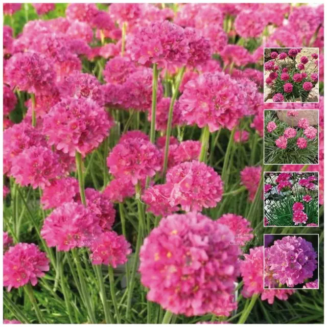 ARMERIA Kai Hybrid PINK Seeds. Pink Agapanthus like flowering perennial