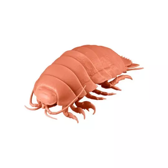 Deep Sea Giant isopod animal PVC Action Figure model (brown color)