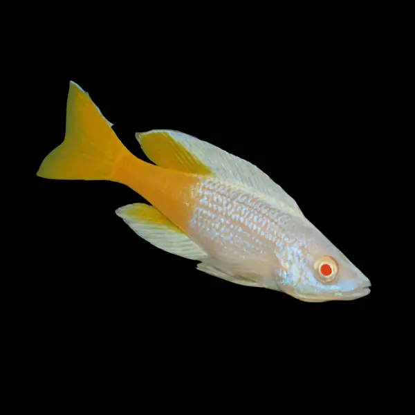 Cyprichromis Microlepidotus Kitumba Albino Tanganyika Cichlid 4cm