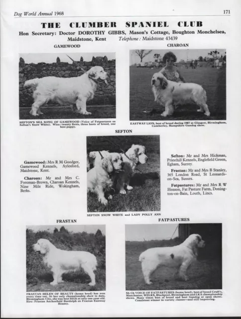 Clumber Spaniel Club Dog Breed Kennel Advert Print Page Dog World 1968