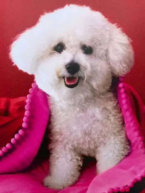 "You're Best of the Breed" HALLMARK Heartline FRIEND BIRTHDAY CARD Bichon Frise