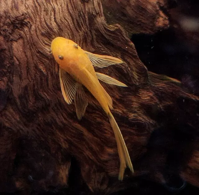 LONG FIN SUPER RED Bristlenose Pleco - 1.5" pack of 5