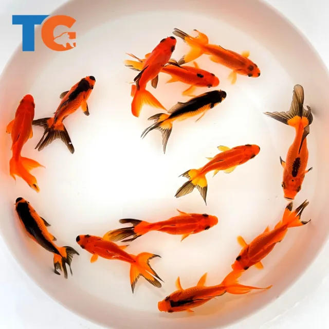 Toledo Goldfish LIVE Red & Black Fantail Goldfish