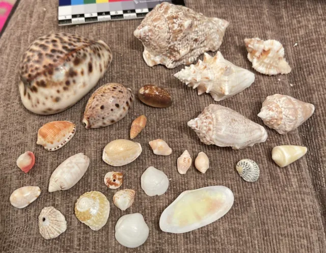 Small Selection Of Mixed Sea Shells For Displays, Crafts, Fish Tanks
