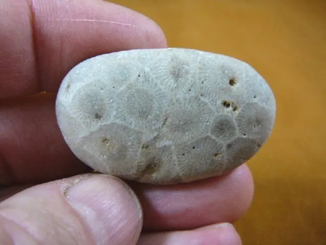 (F831-205) 1-3/4" unpolished Petoskey stone ANCIENT coral specimen MI state rock