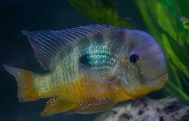 2 x GYMNOGEOPHAGUS BALZANI CICHLIDS 1.5"