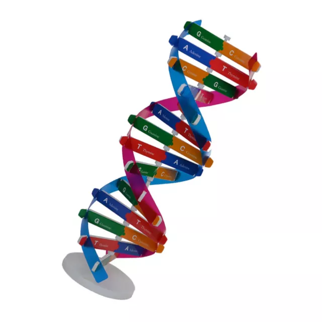 Modelos de ADN para aula niños maniquí ciencia biológica juguete de doble hélice
