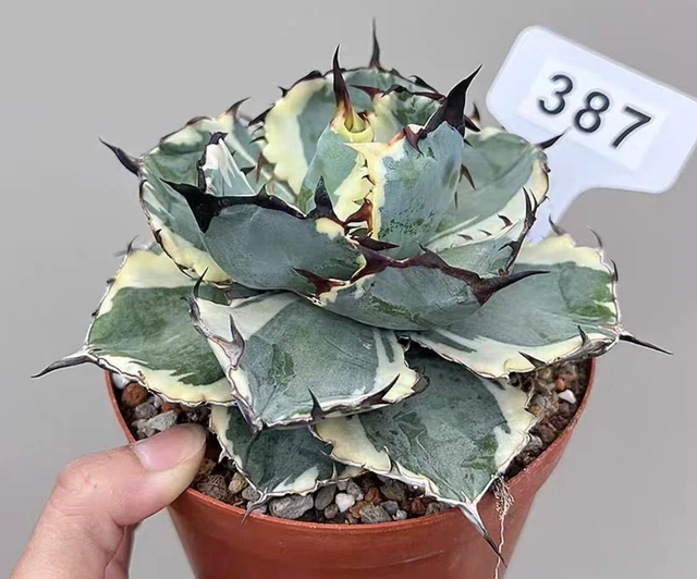 ist bogenhanf eine sukkulente Sansevieria Snow Lotus Crown – sukkulente mit grünen Blättern, ideal für  den Innenbereich – Secret Garden Plant Shop