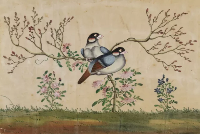 Antique peinture de la moelle chinoise du XIXe siècle - Java Sparrow Bird Pai...