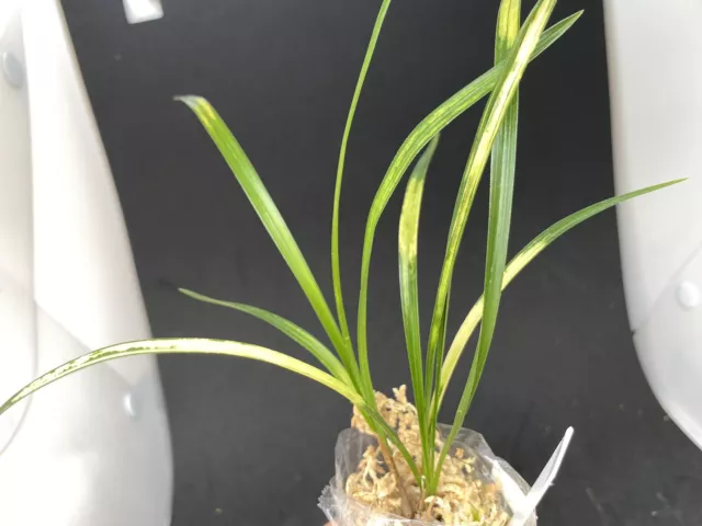 (BIN)Cymbidium goeringii/green/tiger stripe(japaneseorchid)AKAGIYAMA 赤城山