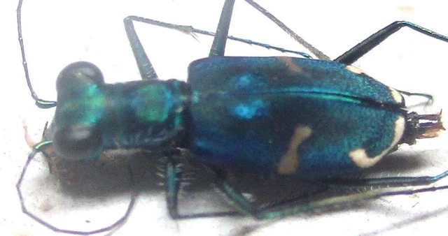 L012 SA : Cicindelidae: Cylindera species? female 8mm**********************