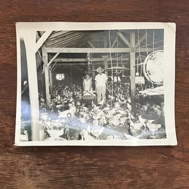 Dutch Mills Arkansas Chicken Farm Farmers Vintage Photo  c1955 4 x 5