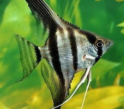 2* Medium Asst'd Angelfish Freshwater Tropical Fish