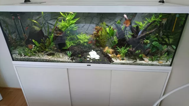 Aquarium complet avec poissons