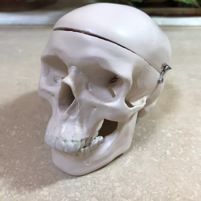 3B Scientific GmbH Mini Skull - 3B Smart Anatomy 1986-1996-2000-2005. Excellent.