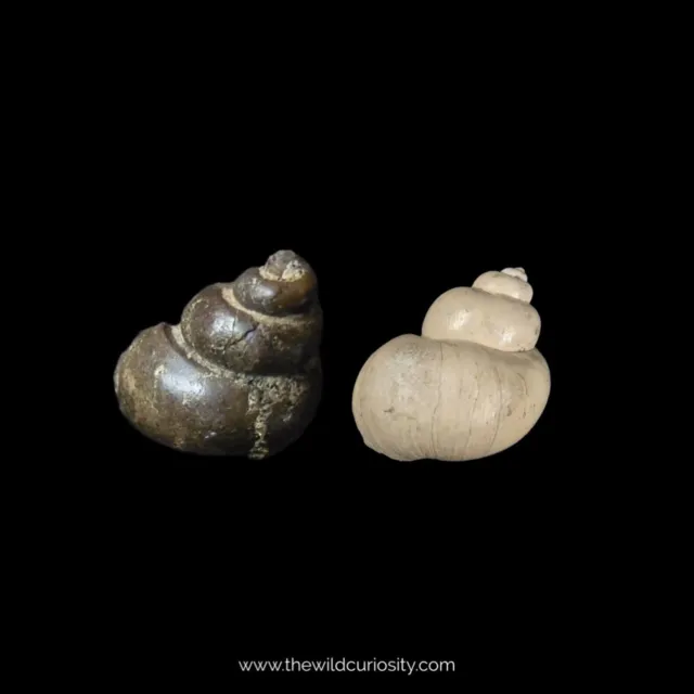 Pair Fossil Freshwater Shells | Viviparus Sp. | Fossilised Gastropod | Extinct