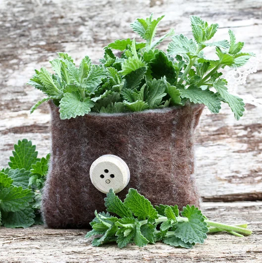 Catnip Seeds | NON-GMO | Heirloom | Fresh Garden Seeds