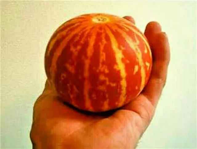 Rare Tigger Melon Seeds! The most beautiful delicious melon you will ever grow! 3