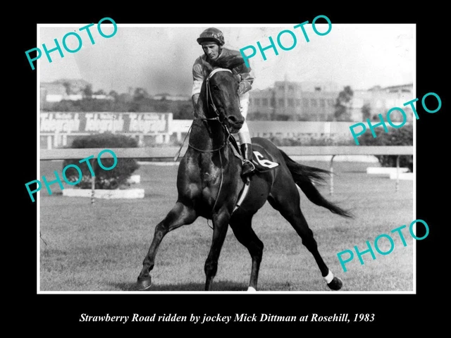 Old Large Horse Racing Photo Of Strawberry Road At Rosehill In 1983 Mick Dittman