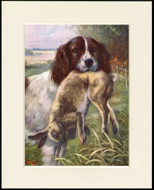 English Springer Spaniel And Rabbit Dog Print Mounted Ready To Frame