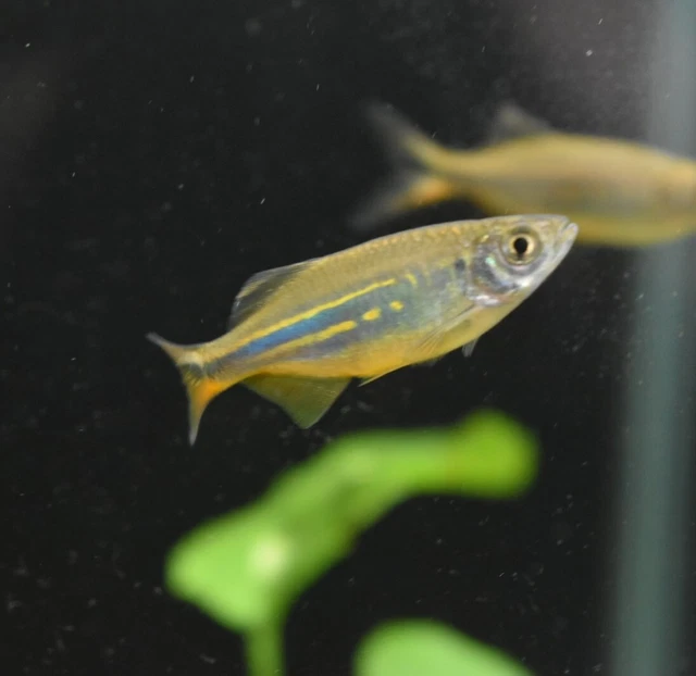 Live Giant Danio (Pack of 2 Freshwater Aquarium Fish) *PLS READ DESCR* 5