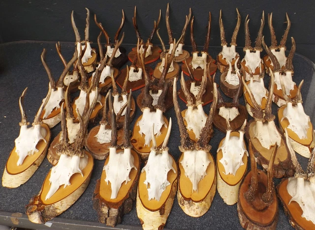 Ca.52 Cornamenta de Corzo En Placas Madera Jagdnachlass,Firmado / Fecha Wann /