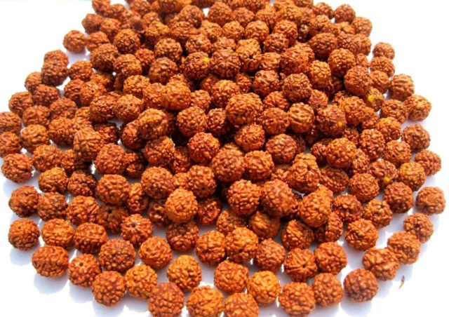 5 Mukhi Rudraksha Rudraksh Loose 6mm Beads Yoga Meditation Wholesale Lot of 108
