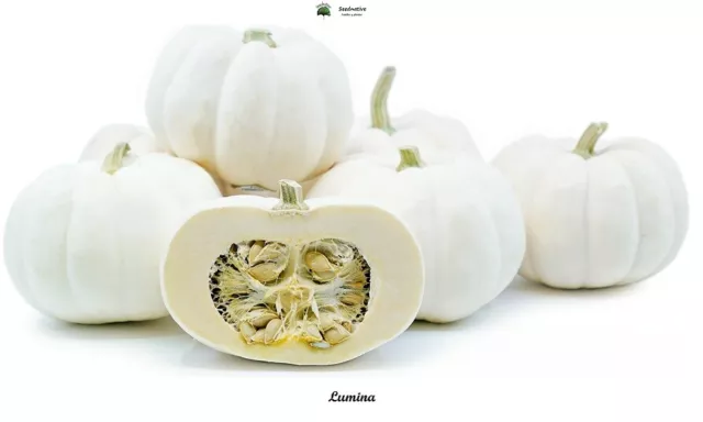 Calabaza Lumina - 10 semillas - seeds - Saatgut - Graines - Semi