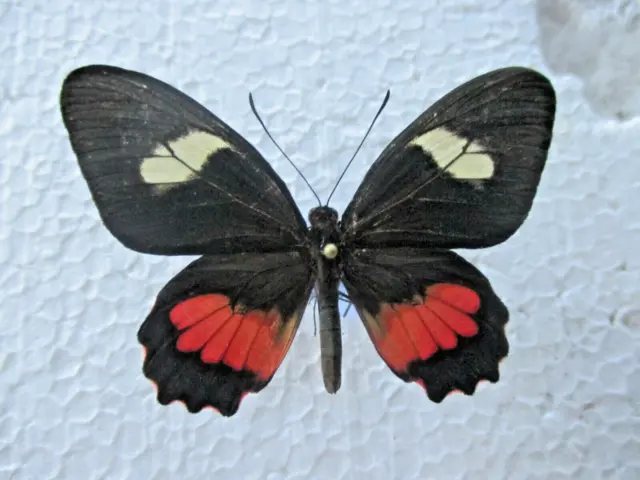 Entomologie Papilionidae Parides eurymedes (arcas) mylotes Femelle Costa-Rica