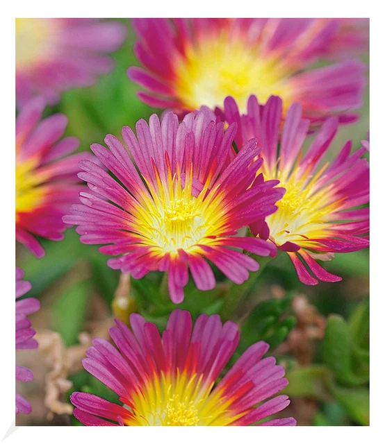 WINTERHARTE EISBLUME &HOT Pink Wonder", 3 Pflanzen, Delosperma dyeri