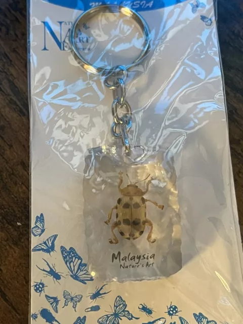 Insect Bug Beetle In Resin Keyring Entomology Taxidermy