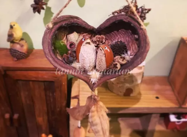 5 piezas vaina de esterculia decoración floral natural artesanías botánicos secos popurrí 6