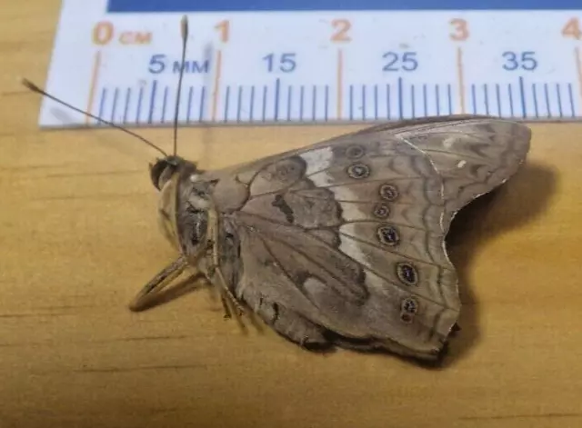 Tawny Emperor Butterfly Asterocampa clyton Nymphalidae Lepidoptera SE Texas F24