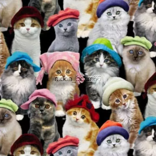 BTY Adorable Pets Cats Wearing Color Hats on Black Cotton Fabric By The Yard