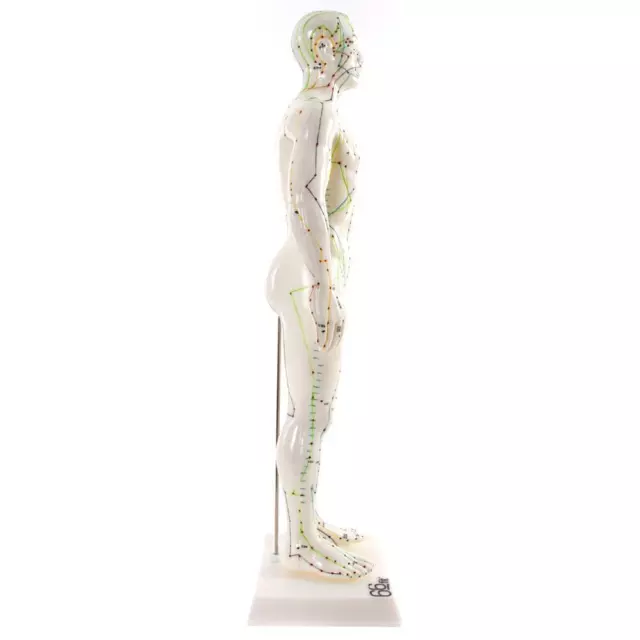 66fit Male Acupuncture Model - 50cm 2